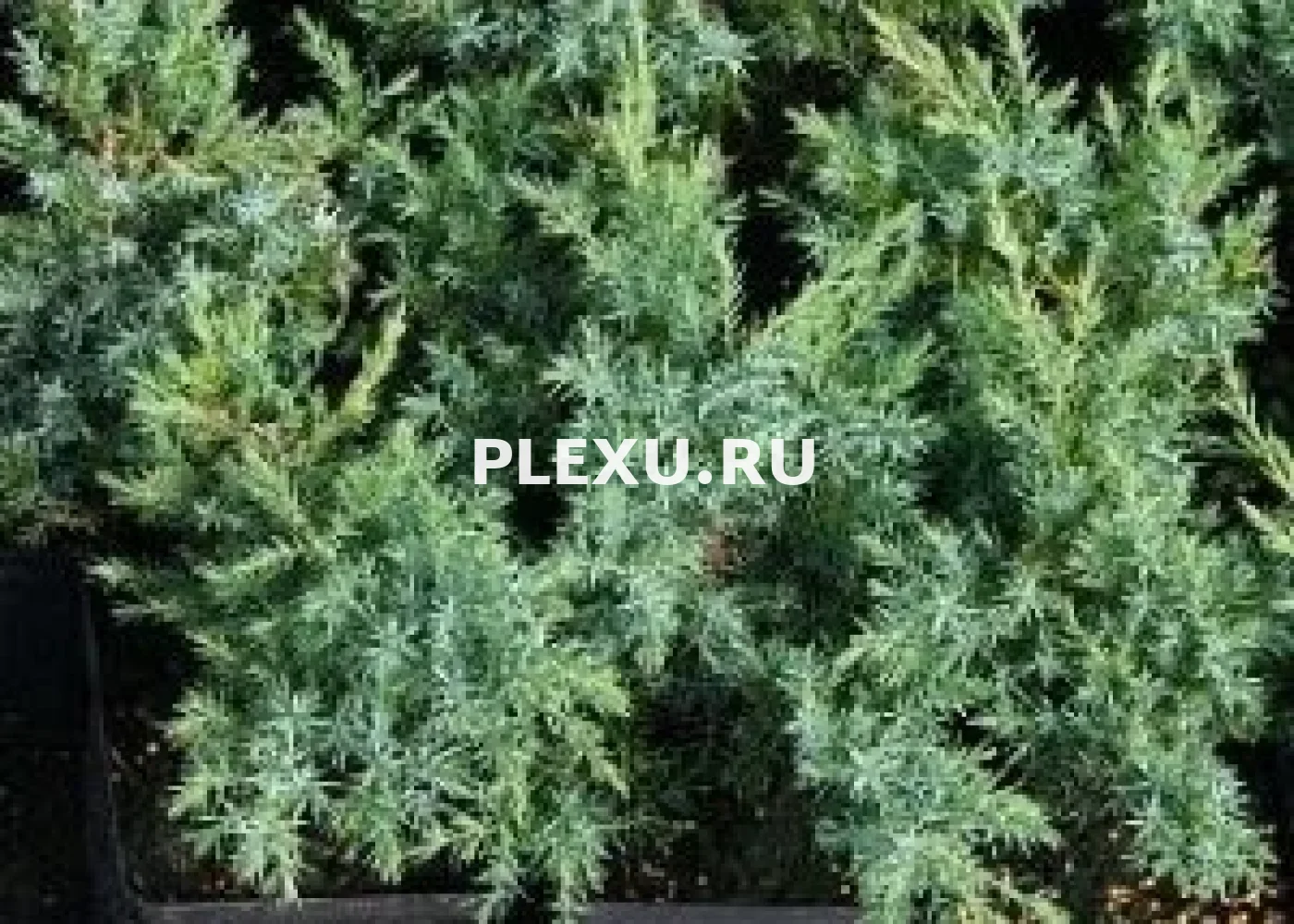 Саженец можжевельника чешуйчатого Блю Свед