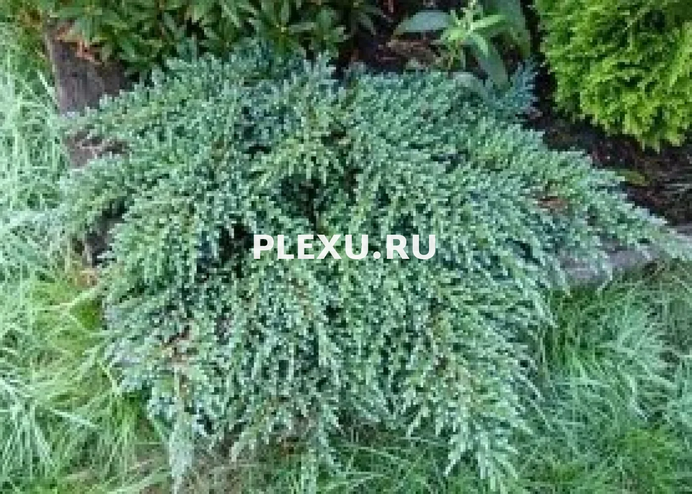 Саженец можжевельника чешуйчатого Литтл Джоанна