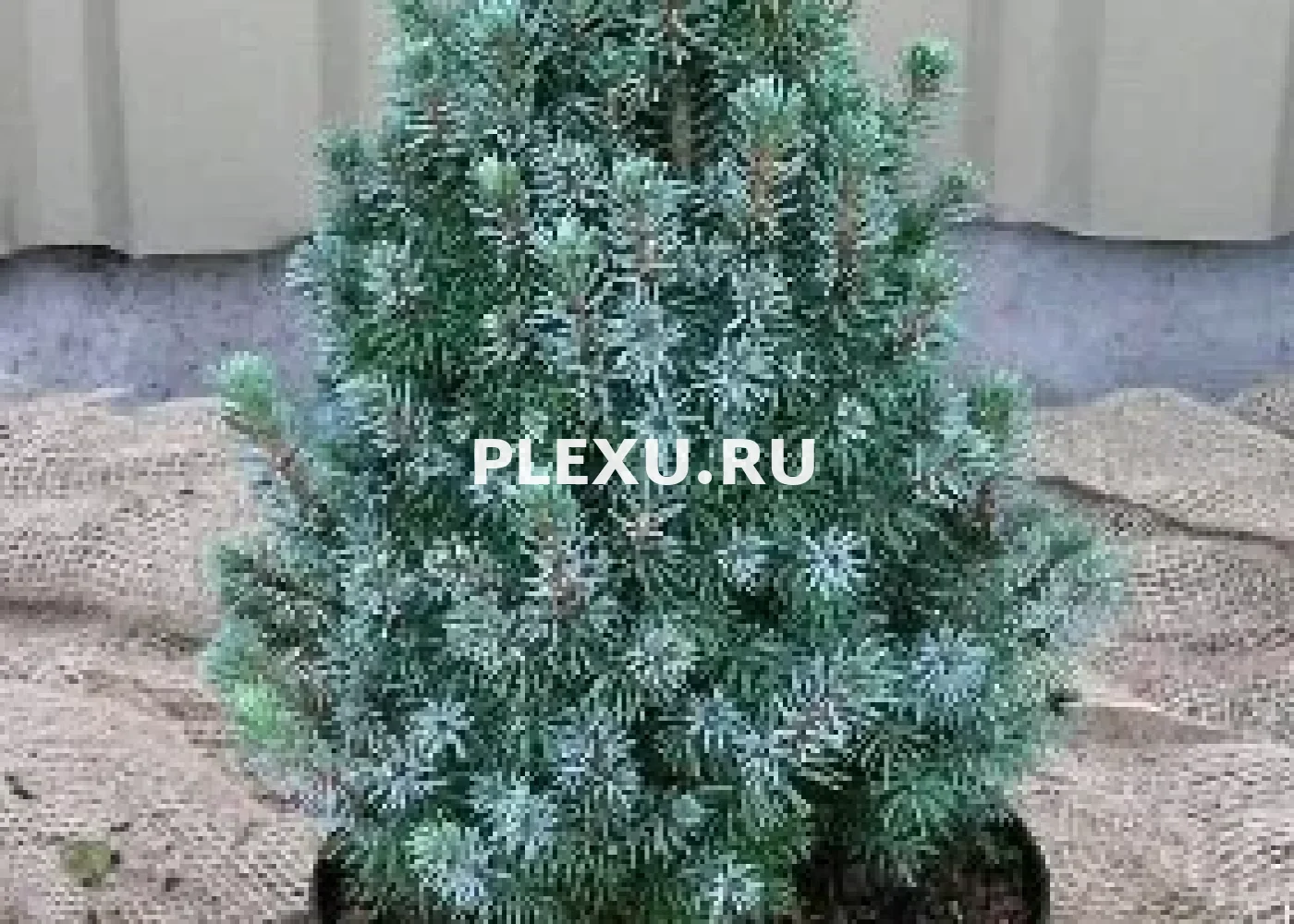 Саженец Ели канадской Сандерс Блю