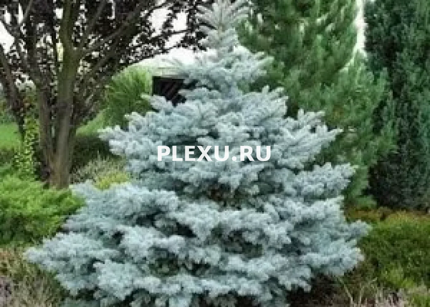 Саженец Ели колючей Эдит