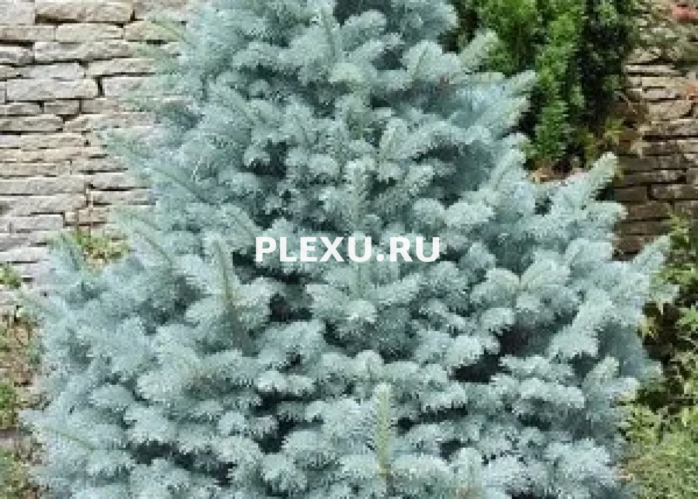 Саженец Ели колючей Фэт Алберт