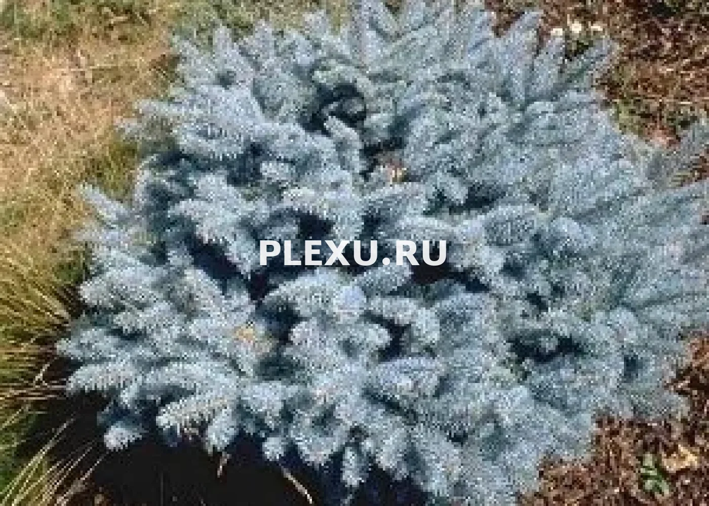 Саженец Ели колючей глаука Глобоза