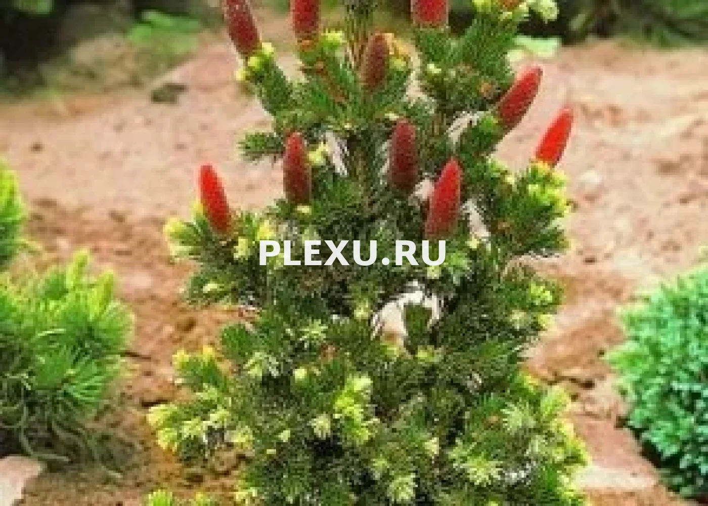 Саженец Ели колючей Лаки Страйк