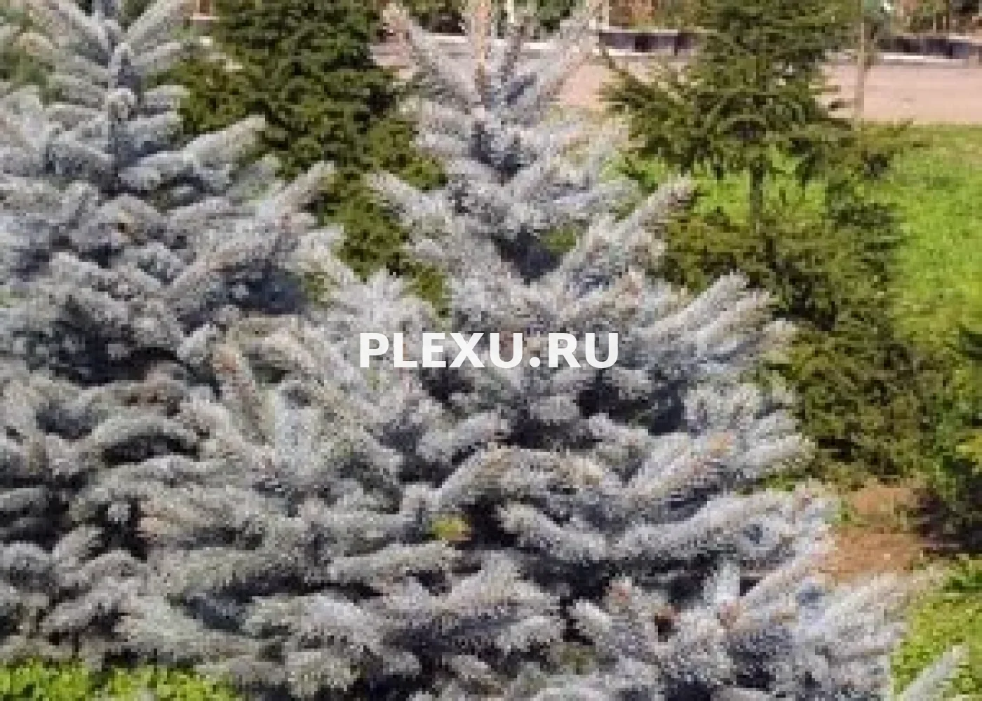 Саженец Ели колючей Олденбург