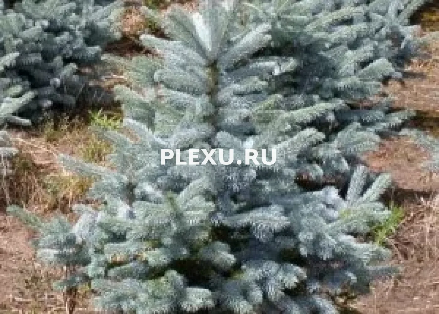 Саженец Ели колючей Глаука Супер Блю Сидлинг