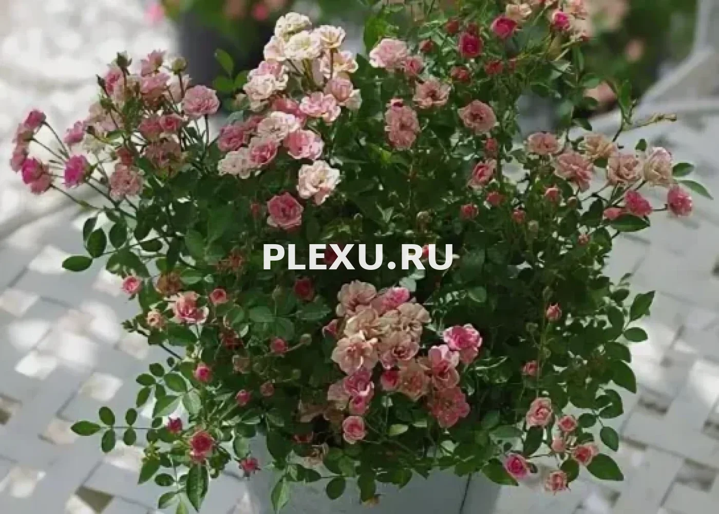 Саженец мини-розы Кьюти Пай