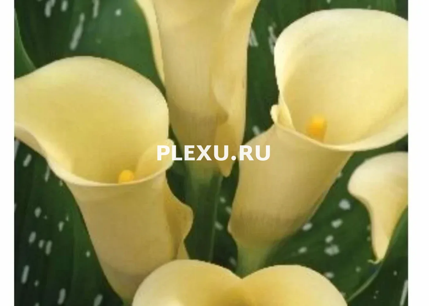 Луковица Каллы Блэк Айд Бьюти