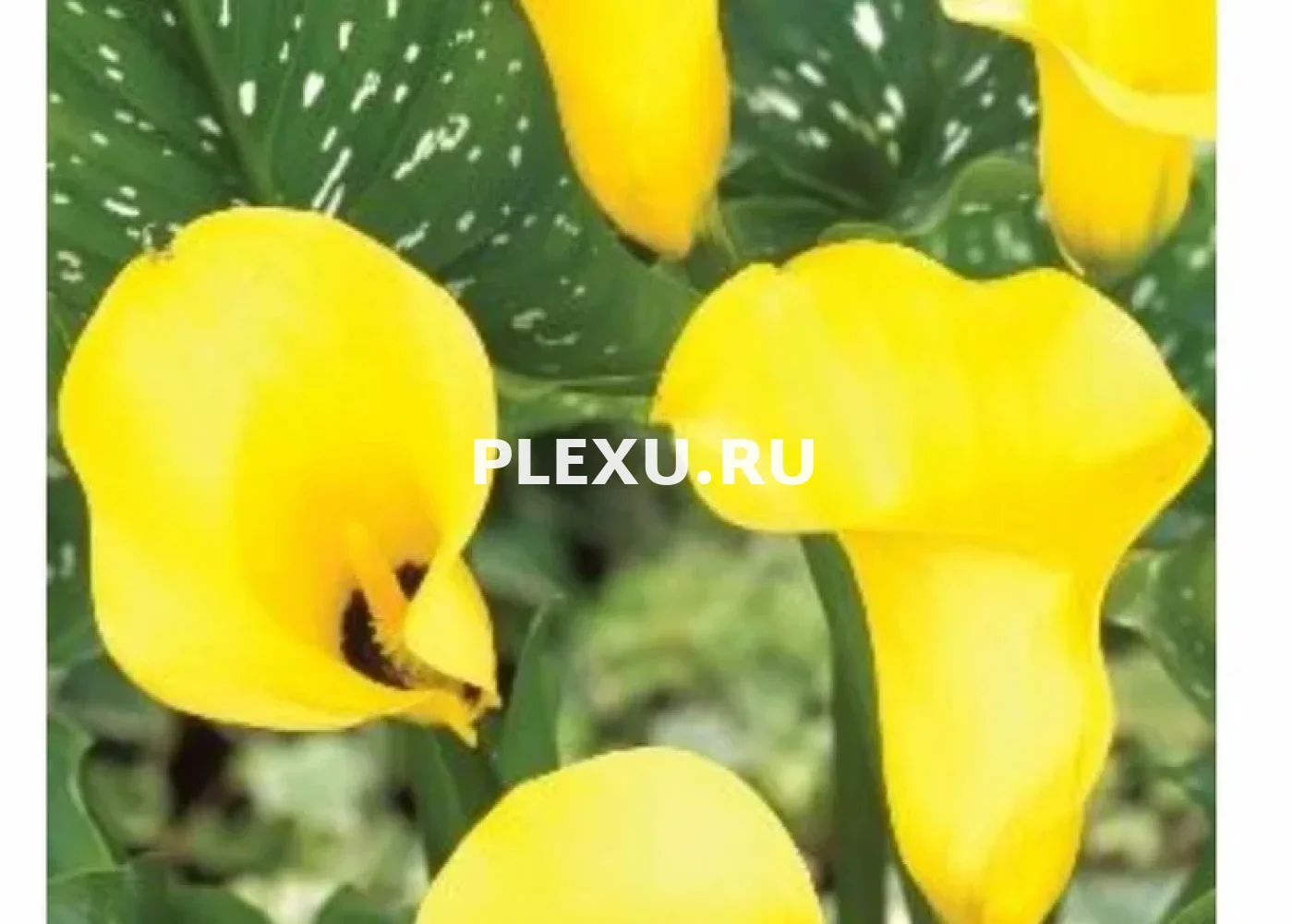Луковица Каллы Блэк Мэджик