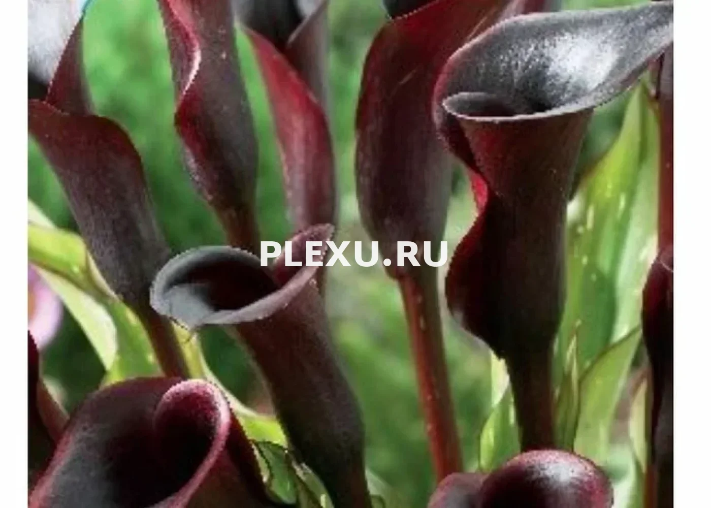 Луковица Каллы Блэк Стар