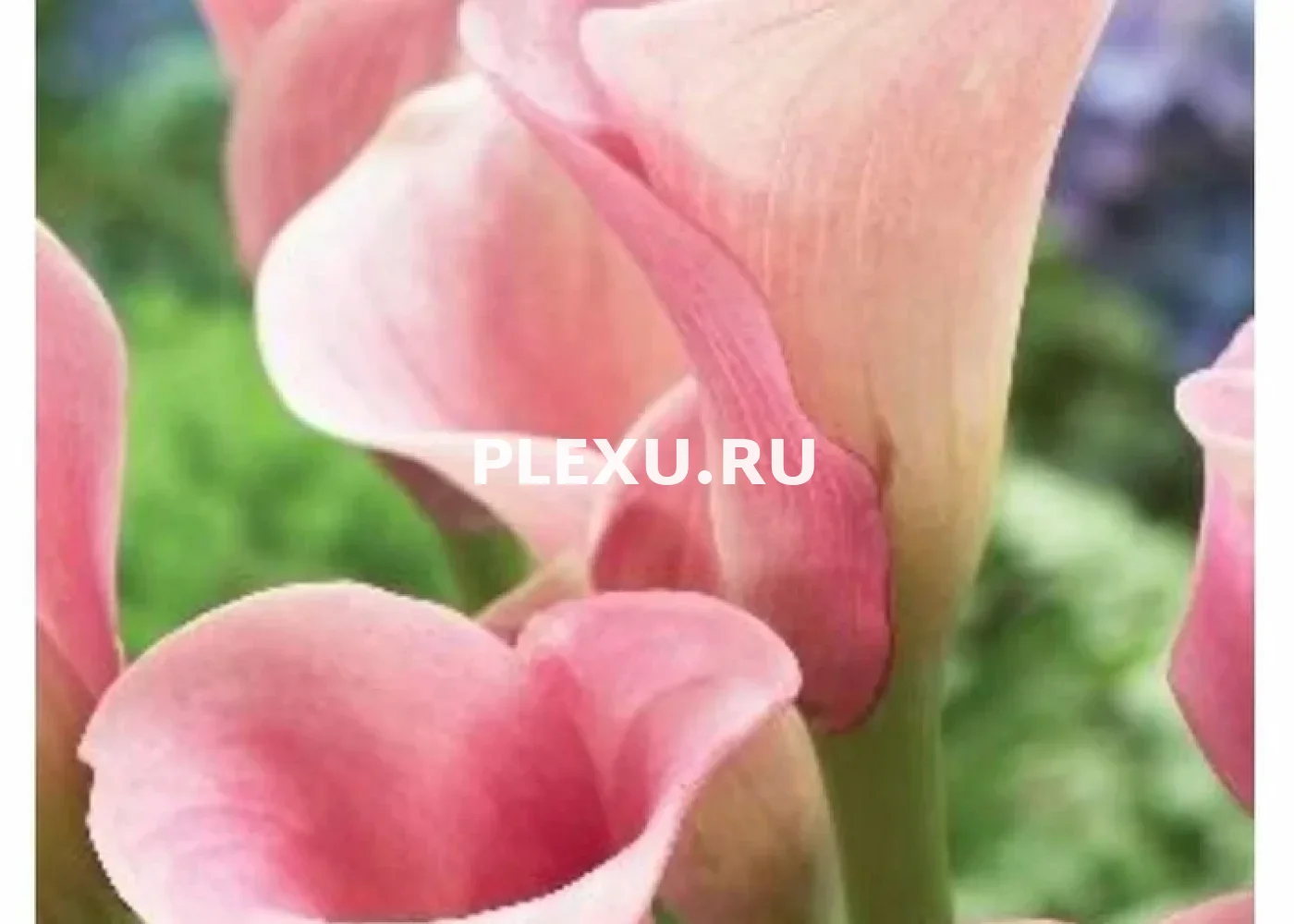Луковица Каллы Капитан Розетт