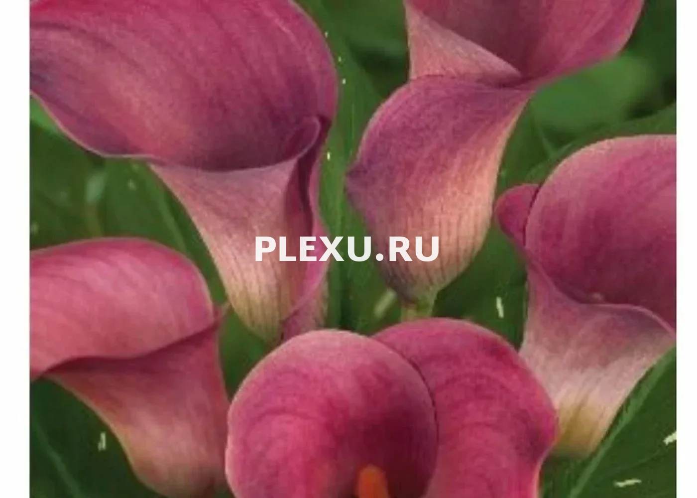 Луковица Каллы Каптейн Романс