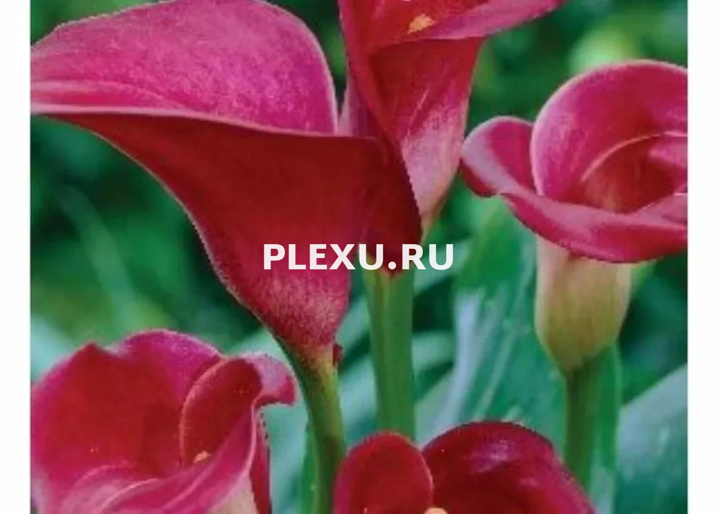 Луковица Каллы Маджестик Рэд
