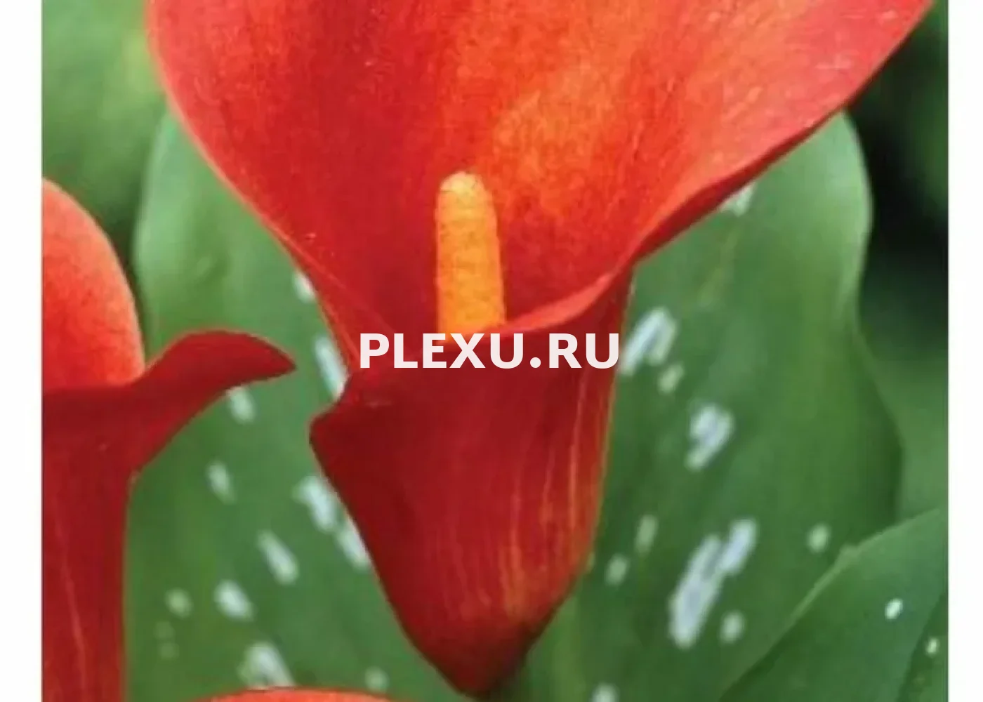 Луковица Каллы Манго