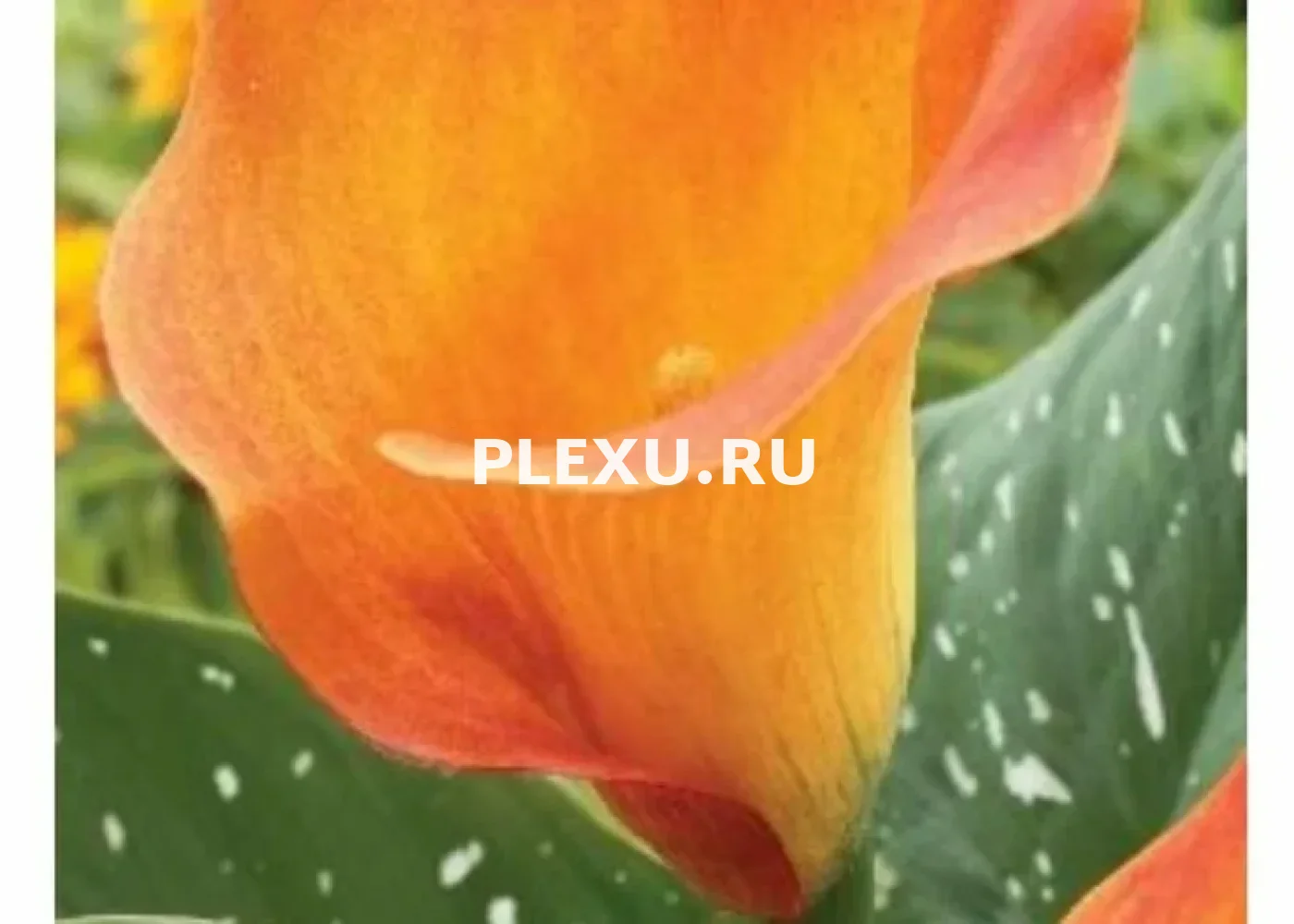 Луковица Каллы Пашшн Фрут