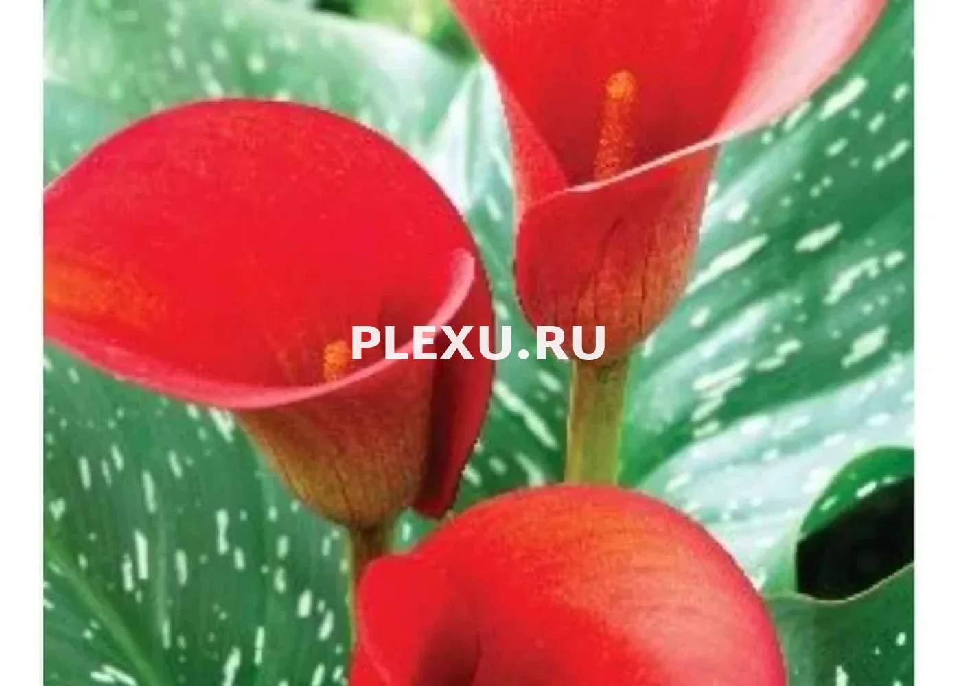 Луковица Каллы Рэд Алерт