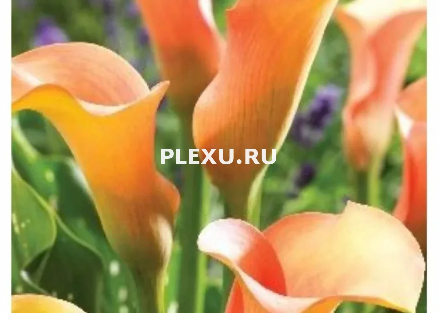 Луковица Каллы Хамелеон