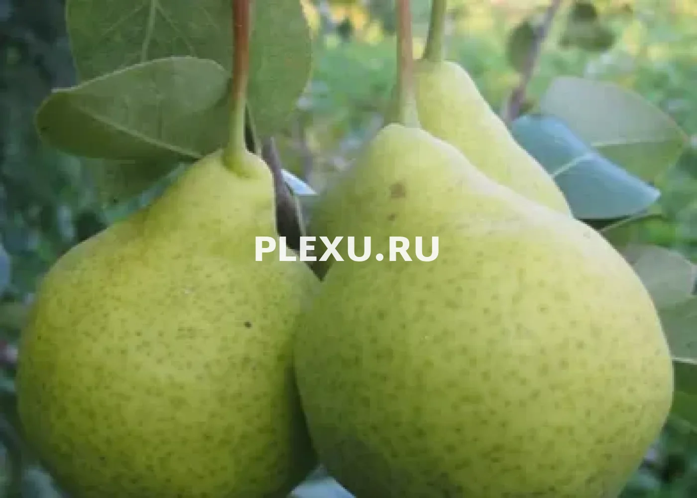 Саженец груши Августовская Роса