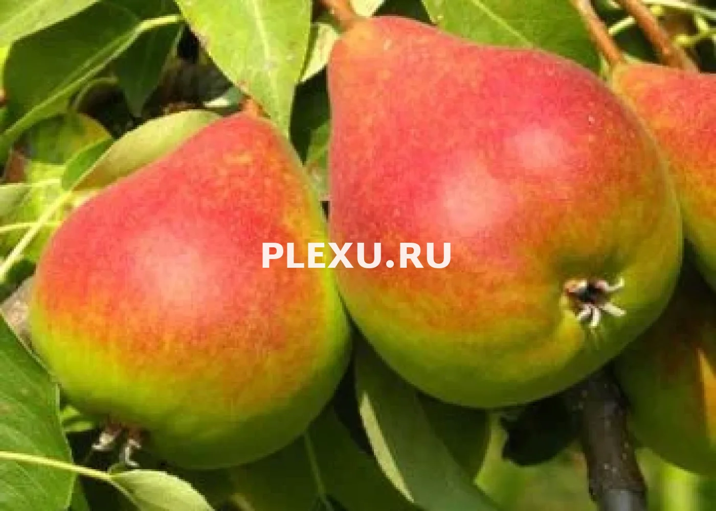 Саженец груши Алёнушка