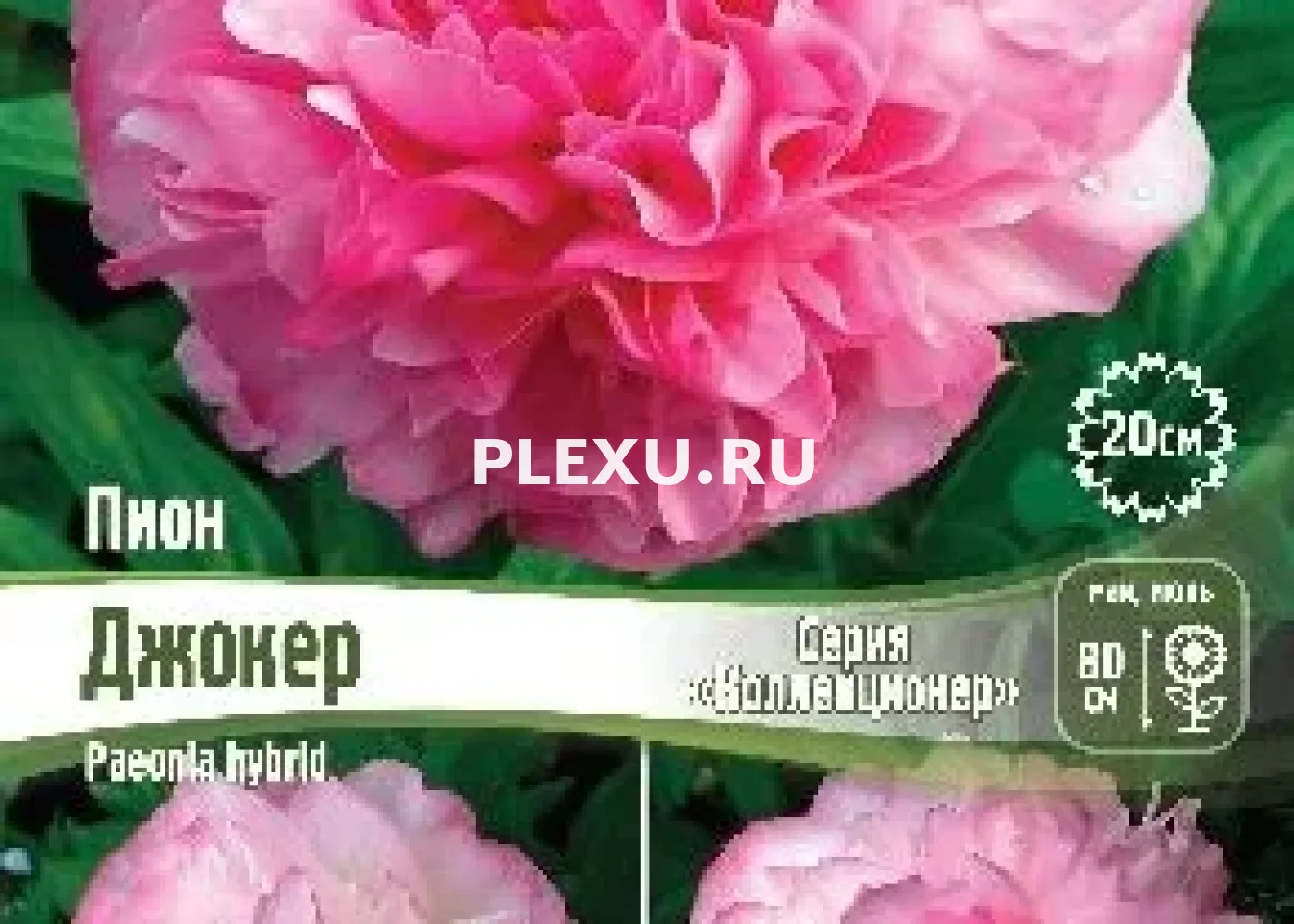 Корень Пиона Джокер (серия Коллекционер)