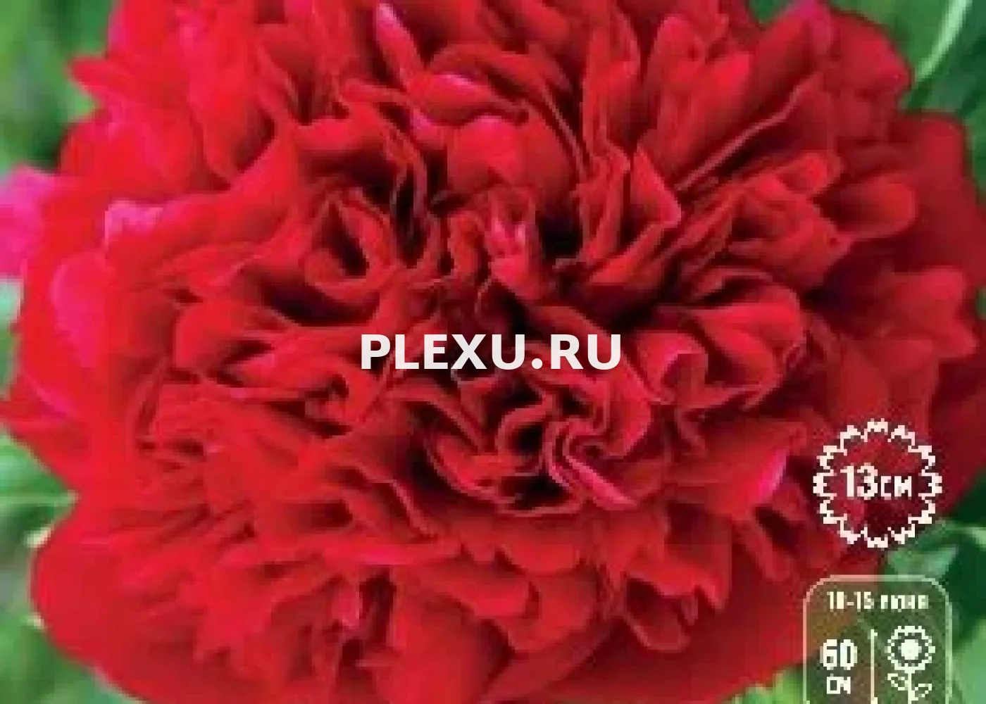 Корень Пиона Элиза Лунди (серия Коллекционер)