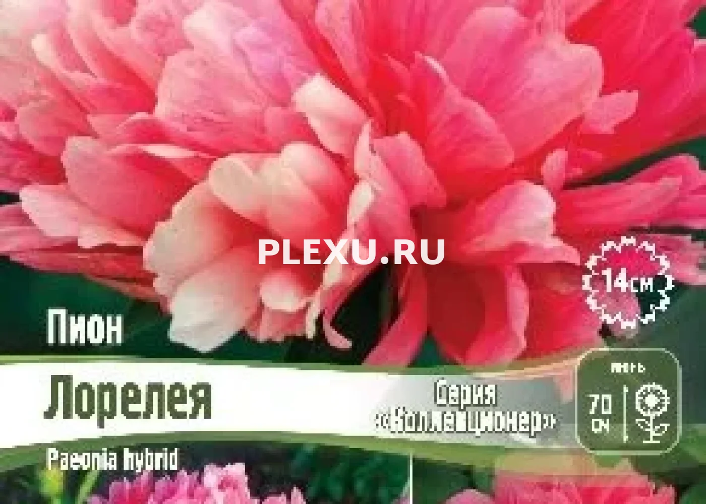 Корень Пиона Лорелея (серия Коллекционер)