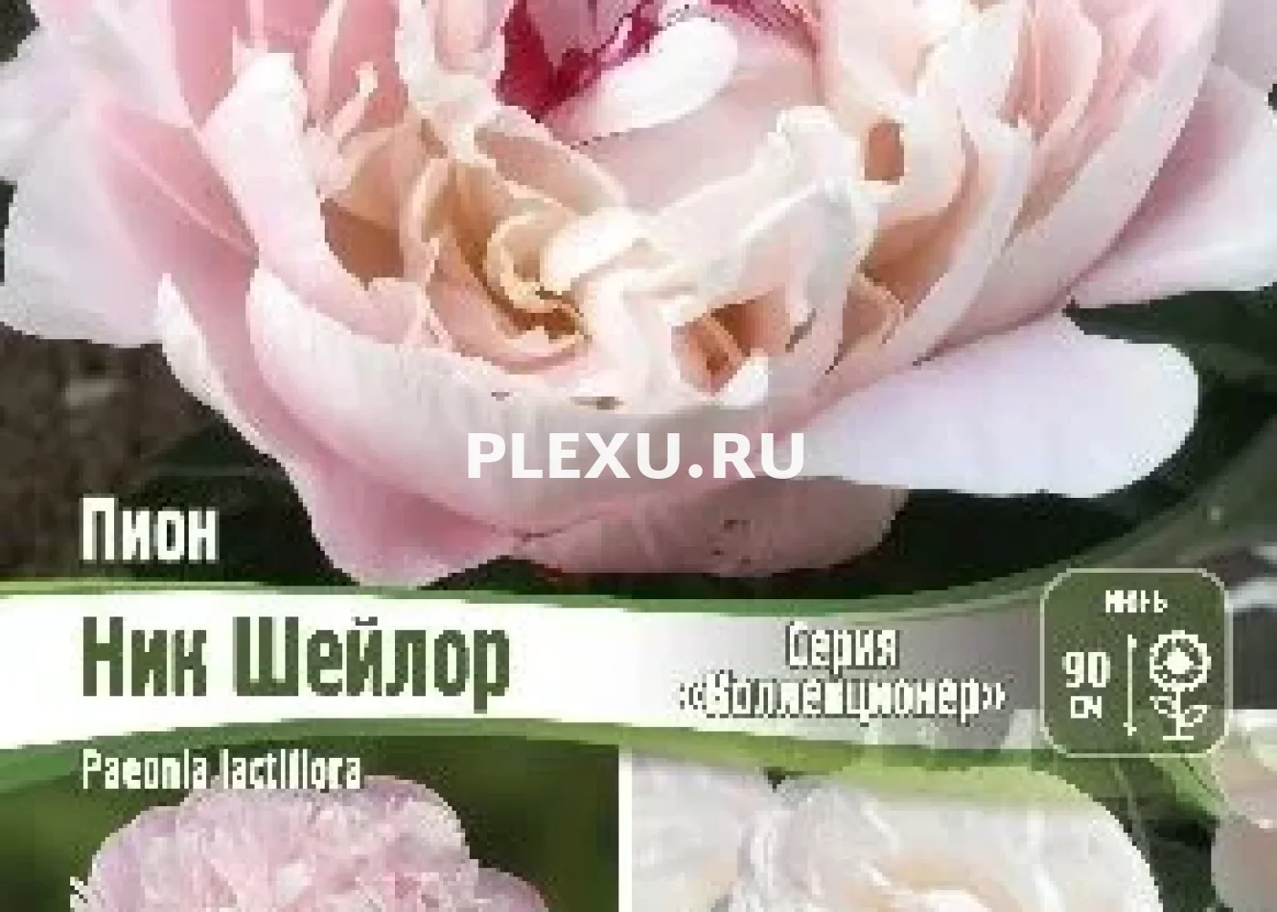 Корень Пиона Ник Шейлор (серия Коллекционер)