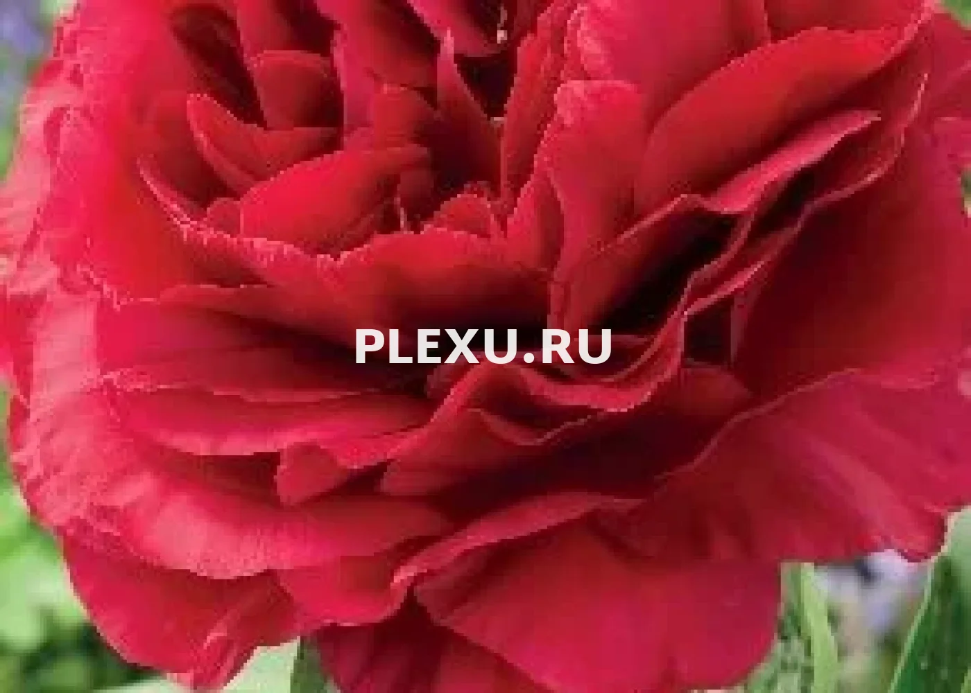 Корень Пиона Ол Фейтфулл (серия Коллекционер)