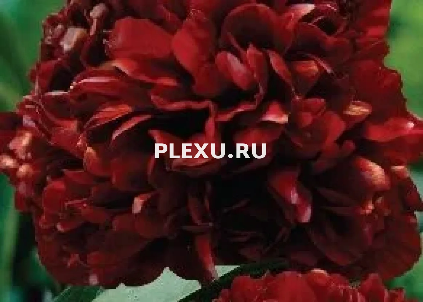 Корень Пиона Рэд Грэйс (серия Коллекционер)