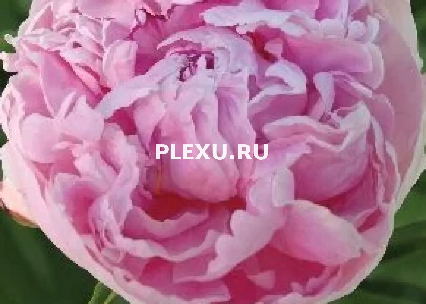 Корень Пиона Сюзи Кью (серия Коллекционер)