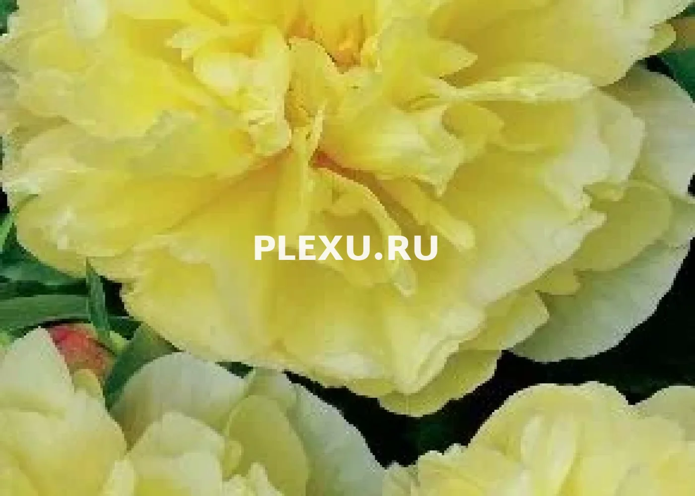 Корень Пиона Эми Джо (ИТО)