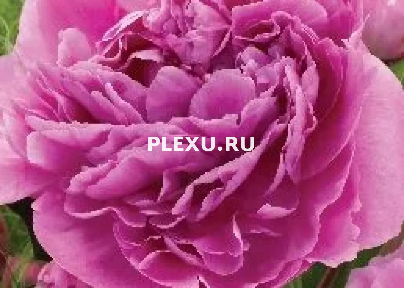 Корень Пиона Александр Флэминг