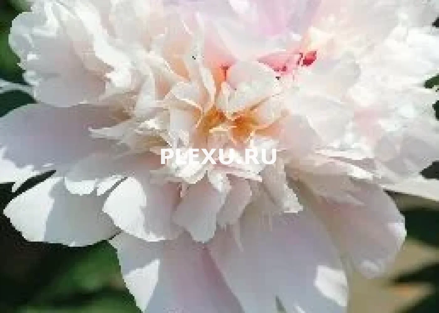 Корень Пиона Алерти