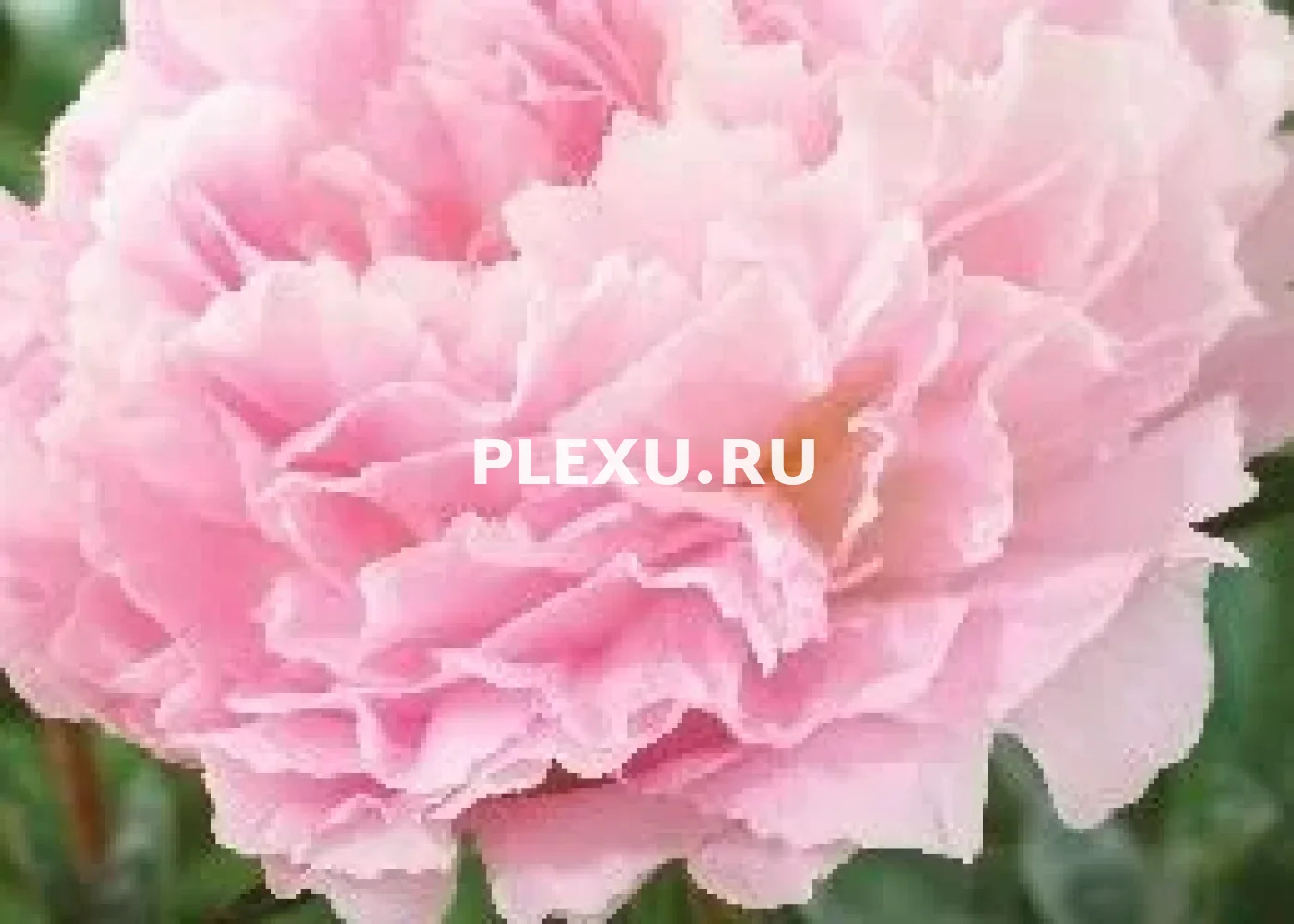 Корень Пиона Альберт Краусс