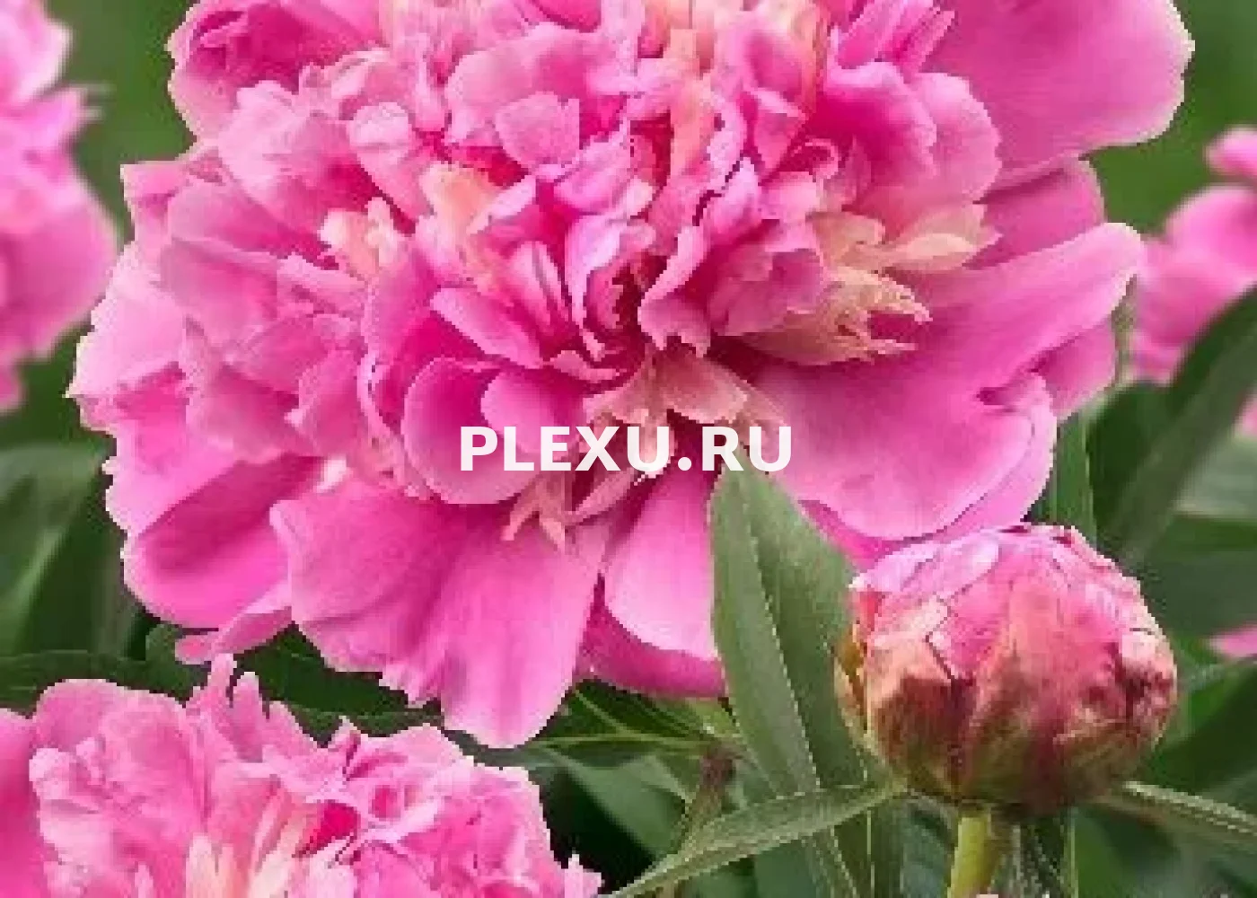 Корень Пиона Анима