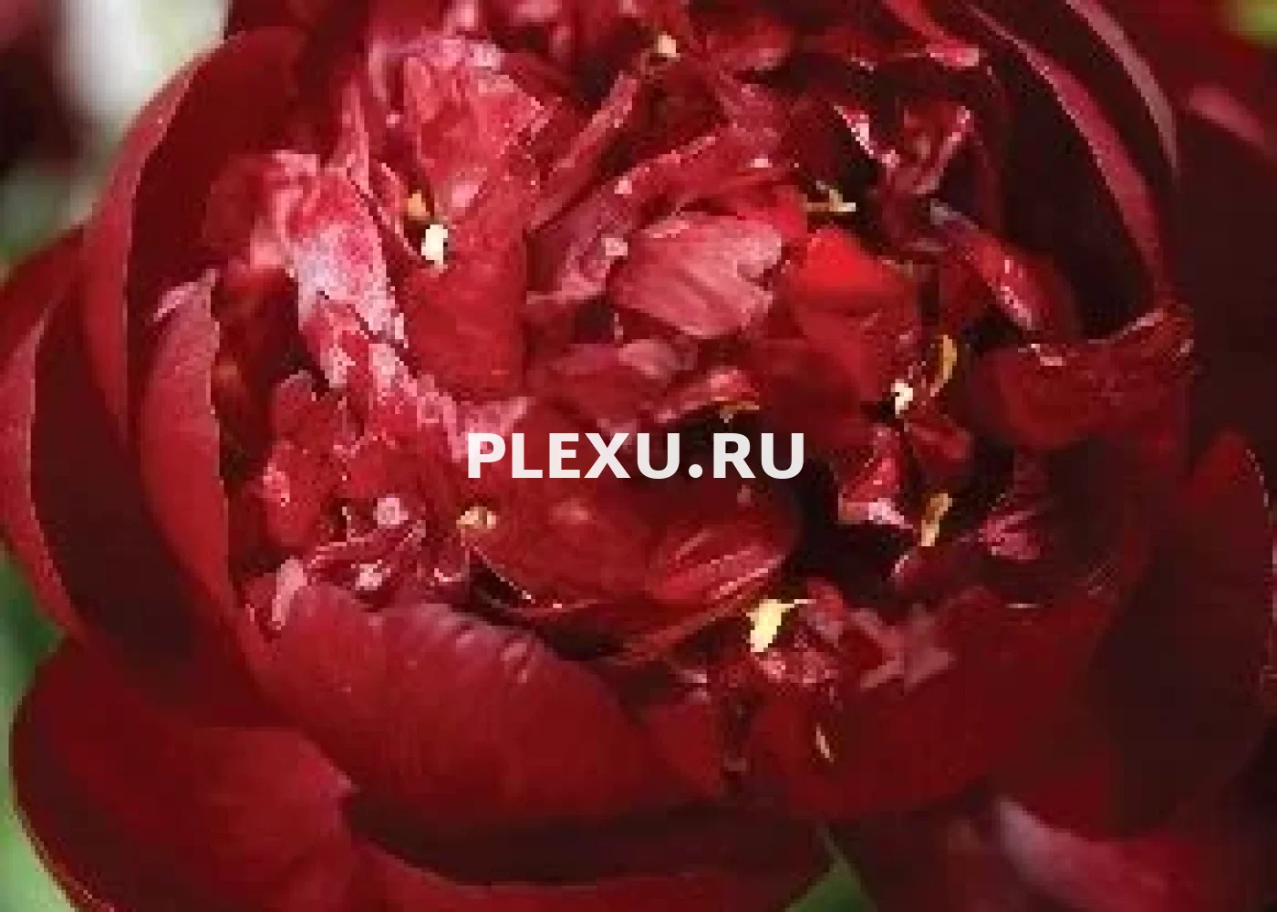 Корень Пиона Бакай Белле