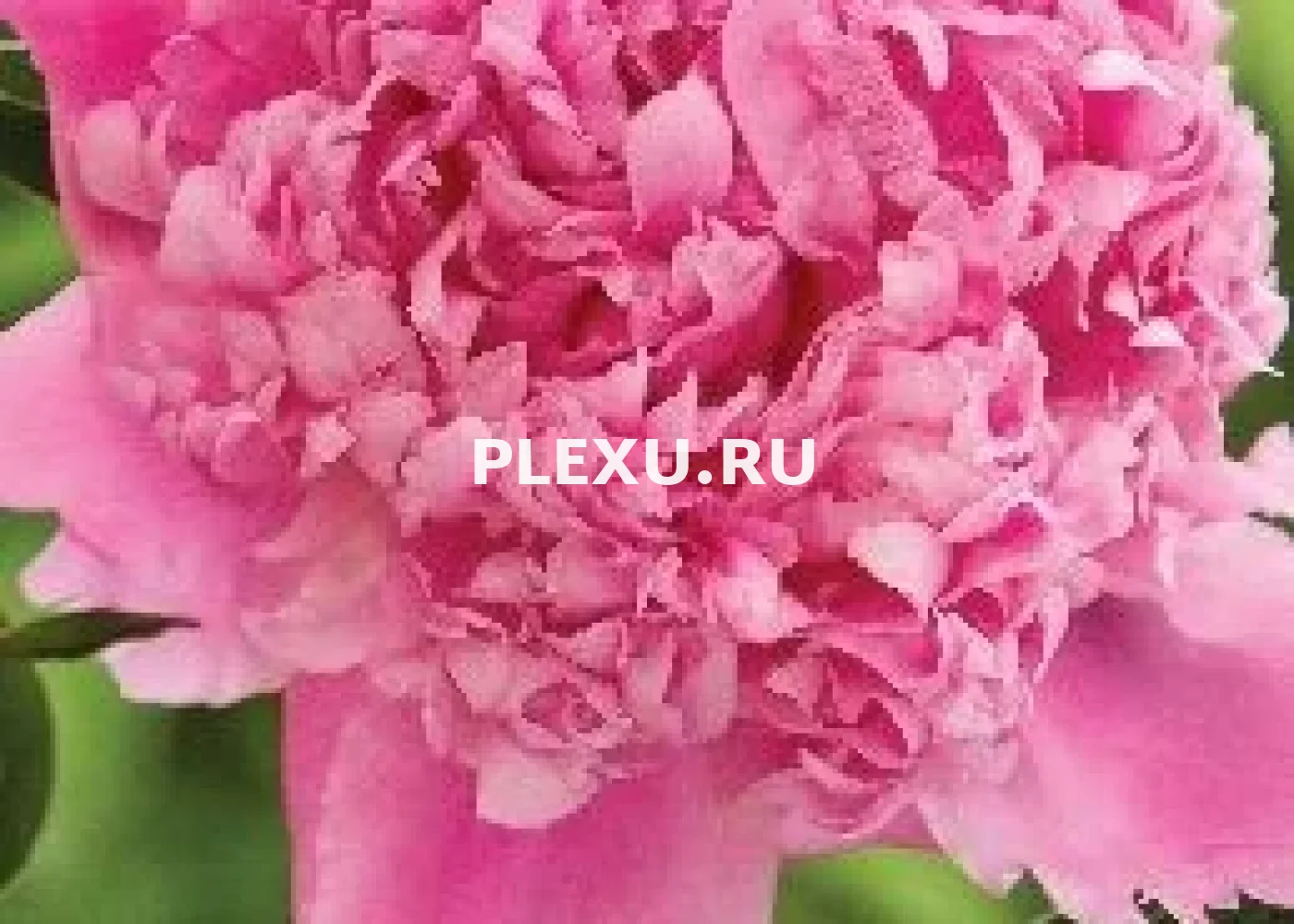 Корень Пиона Барбара