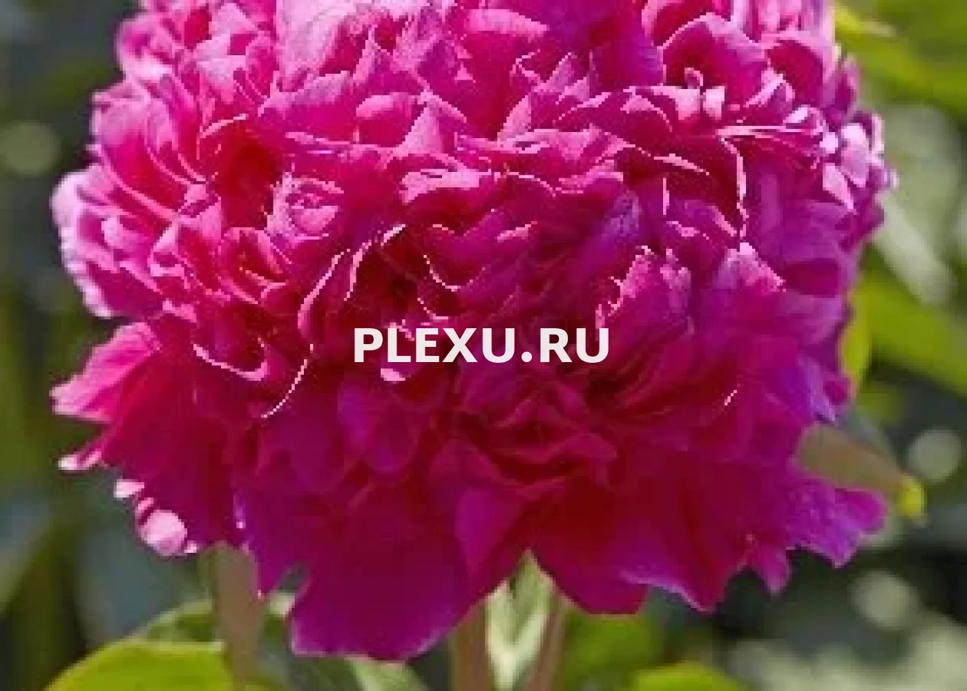 Корень Пиона Бэст Мэн