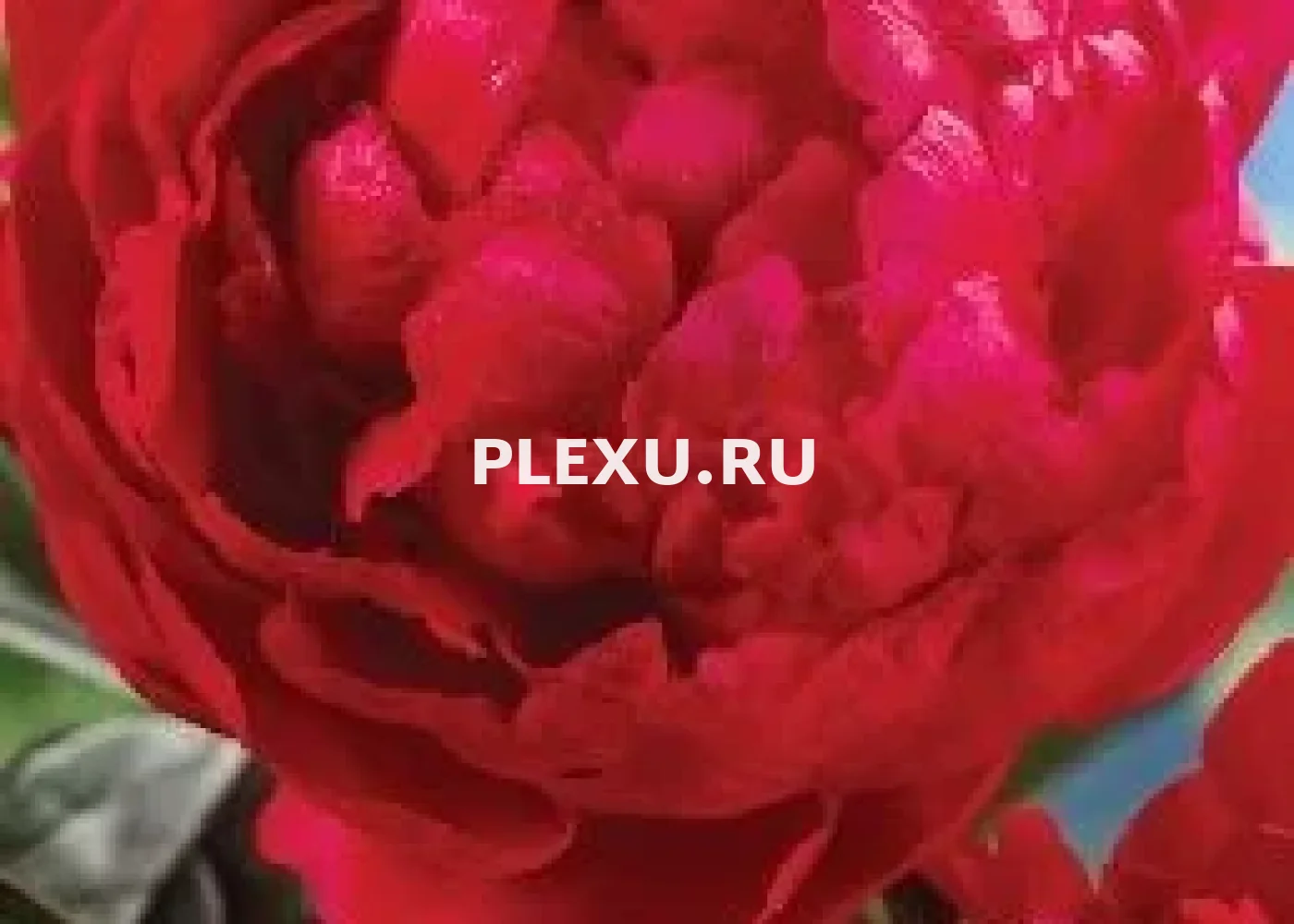 Корень Пиона Бумер Суннер