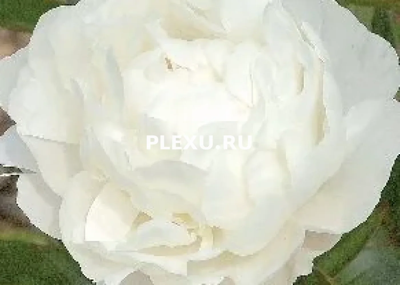 Корень Пиона Боул Де Неже
