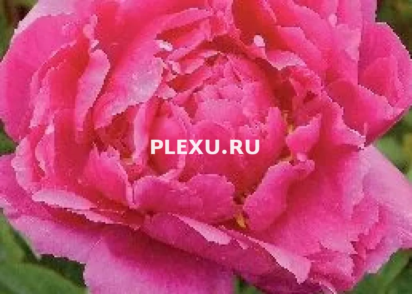 Корень Пиона Бункер Хилл