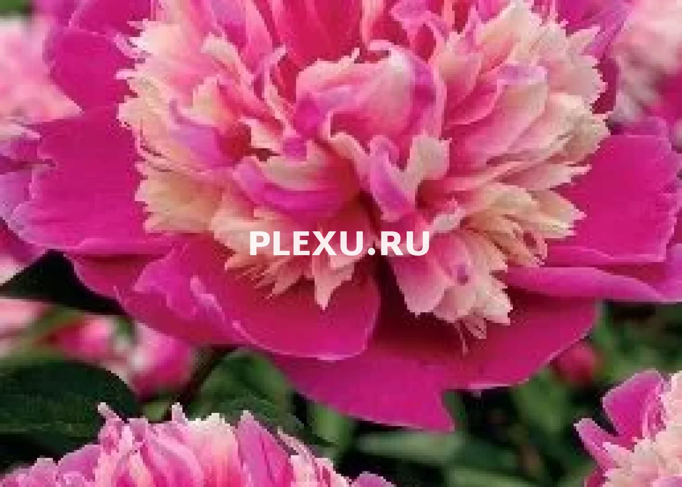 Корень Пиона Дэйдрим