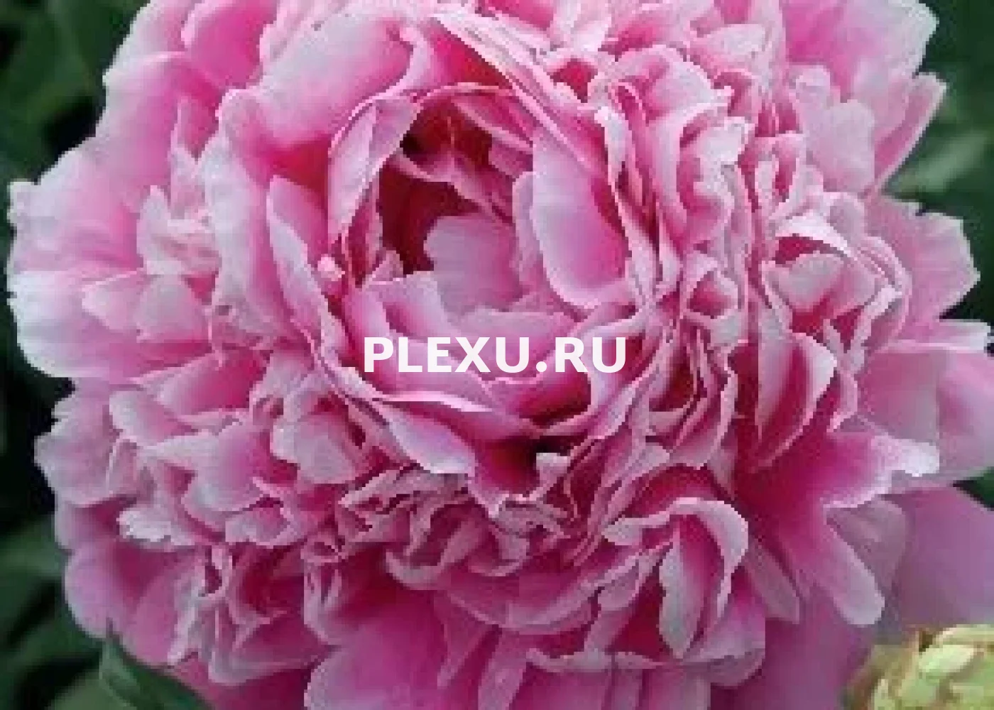 Корень Пиона Джакорма