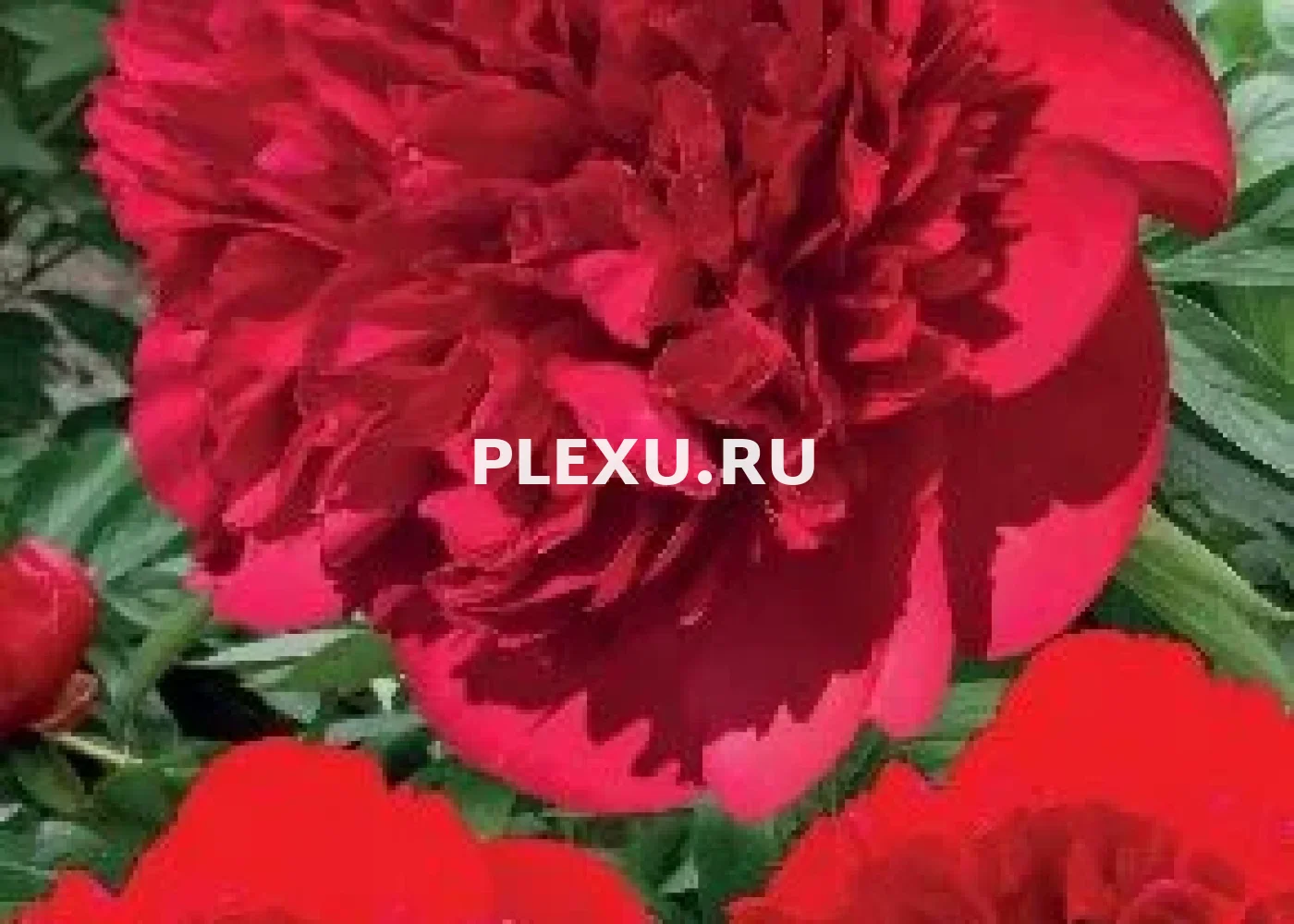 Корень Пиона Диана Паркс
