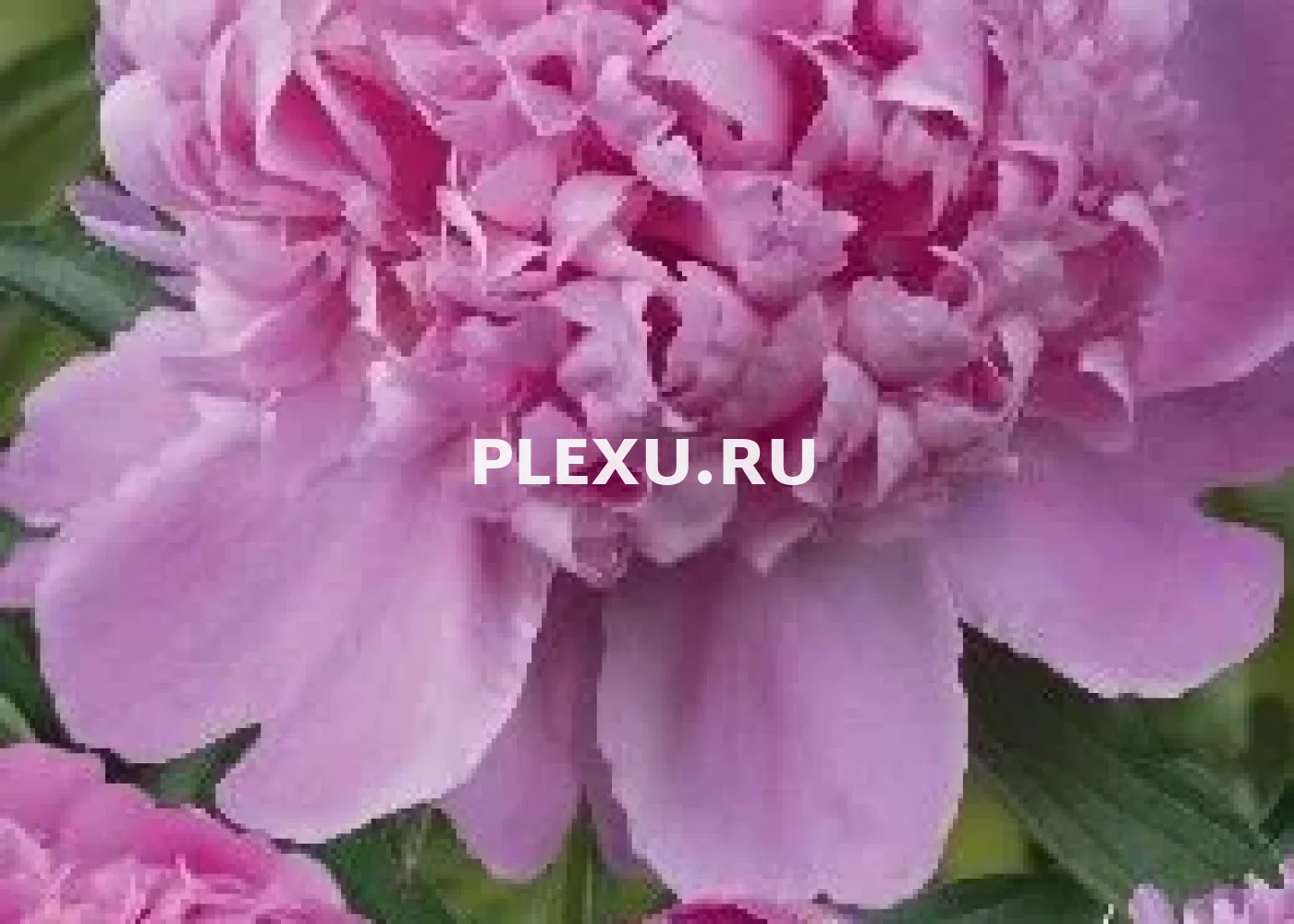 Корень Пиона Мсье Жуль Элли
