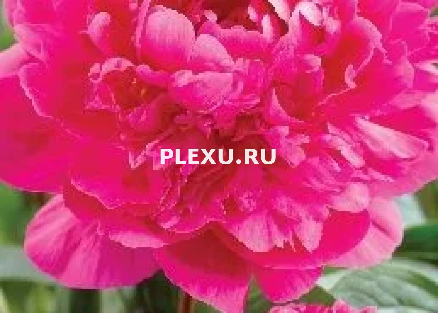 Корень Пиона Канзас