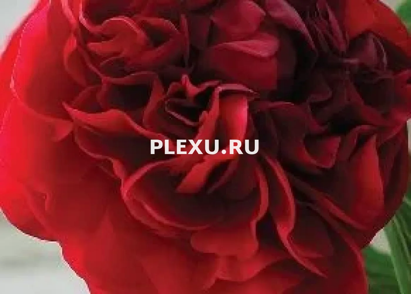 Корень Пиона Карол