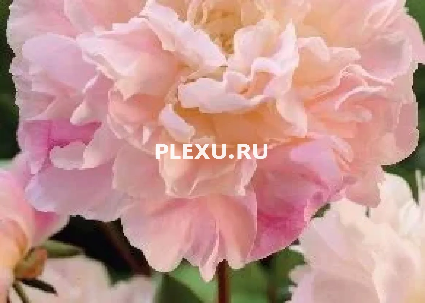 Корень Пиона Катарина Фонтайн