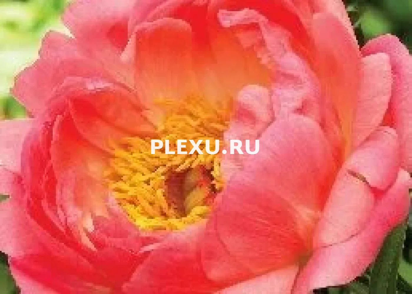 Корень Пиона Корал Сансет