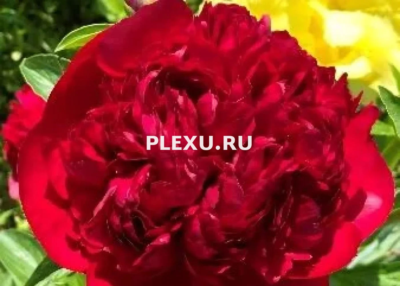 Корень Пиона Кристмасс Вельвет