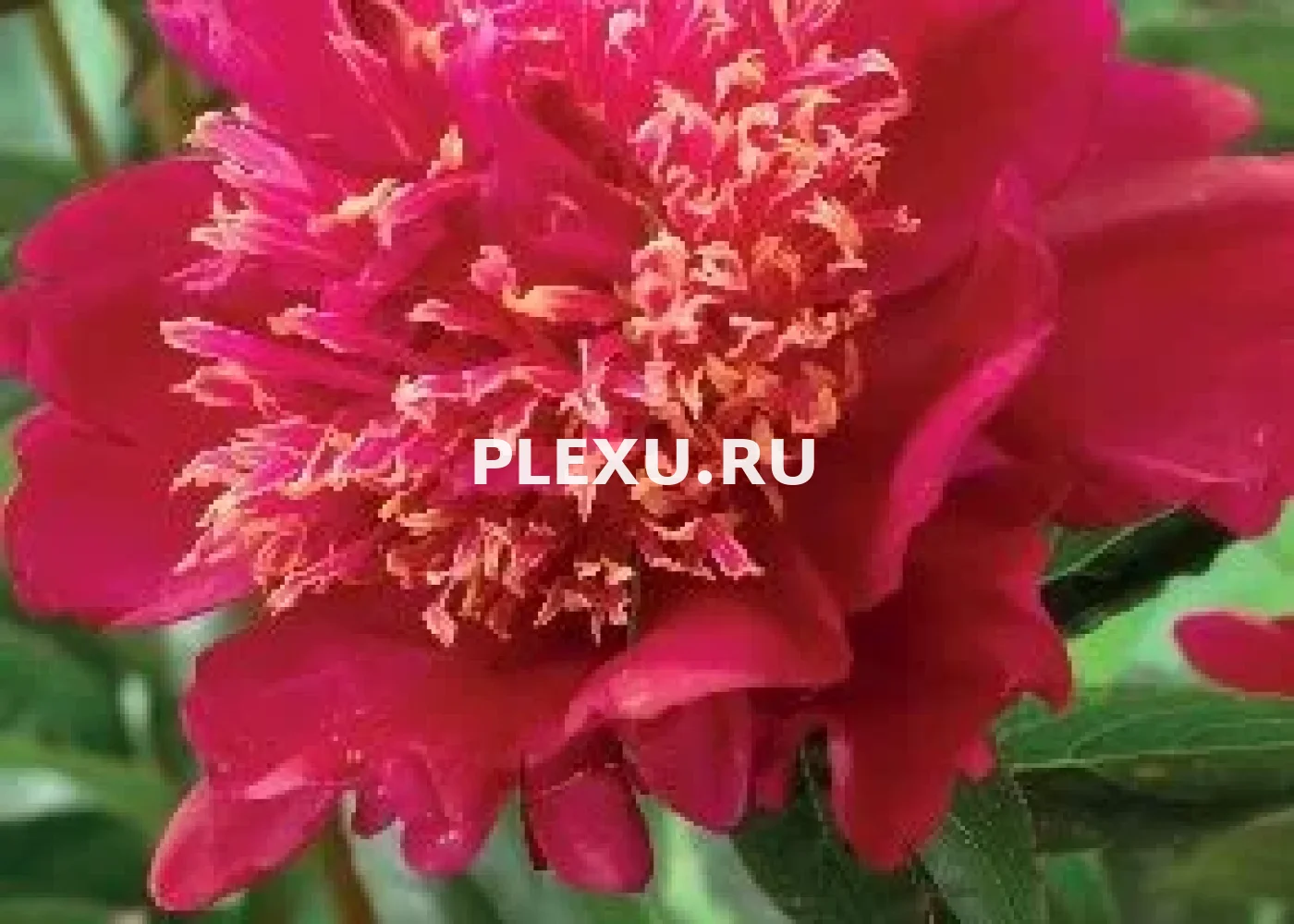 Корень Пиона Куккоз Нэст